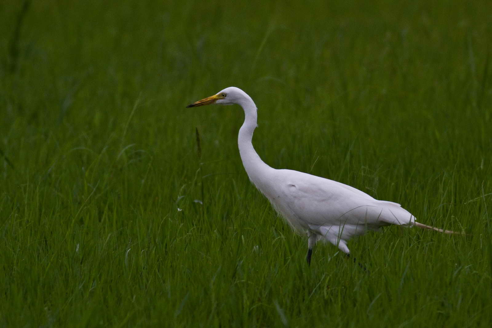 中白鷺| 關渡自然公園