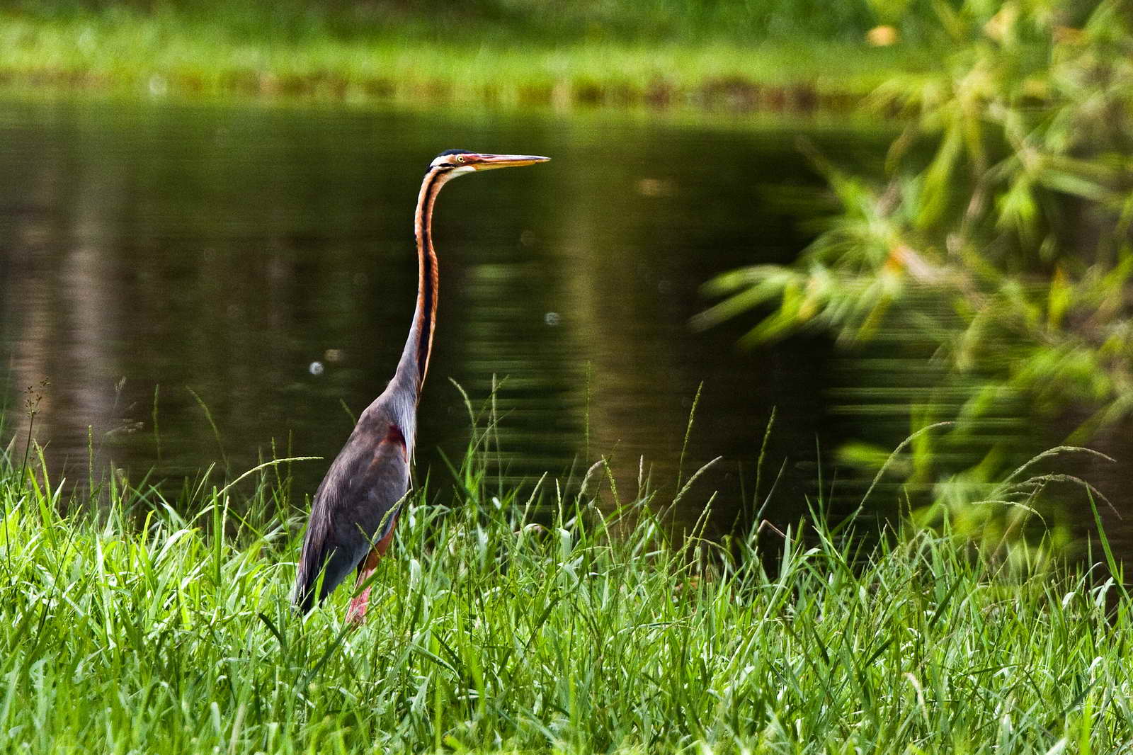 紫鷺 關渡自然公園 紫鷺 關渡自然公園