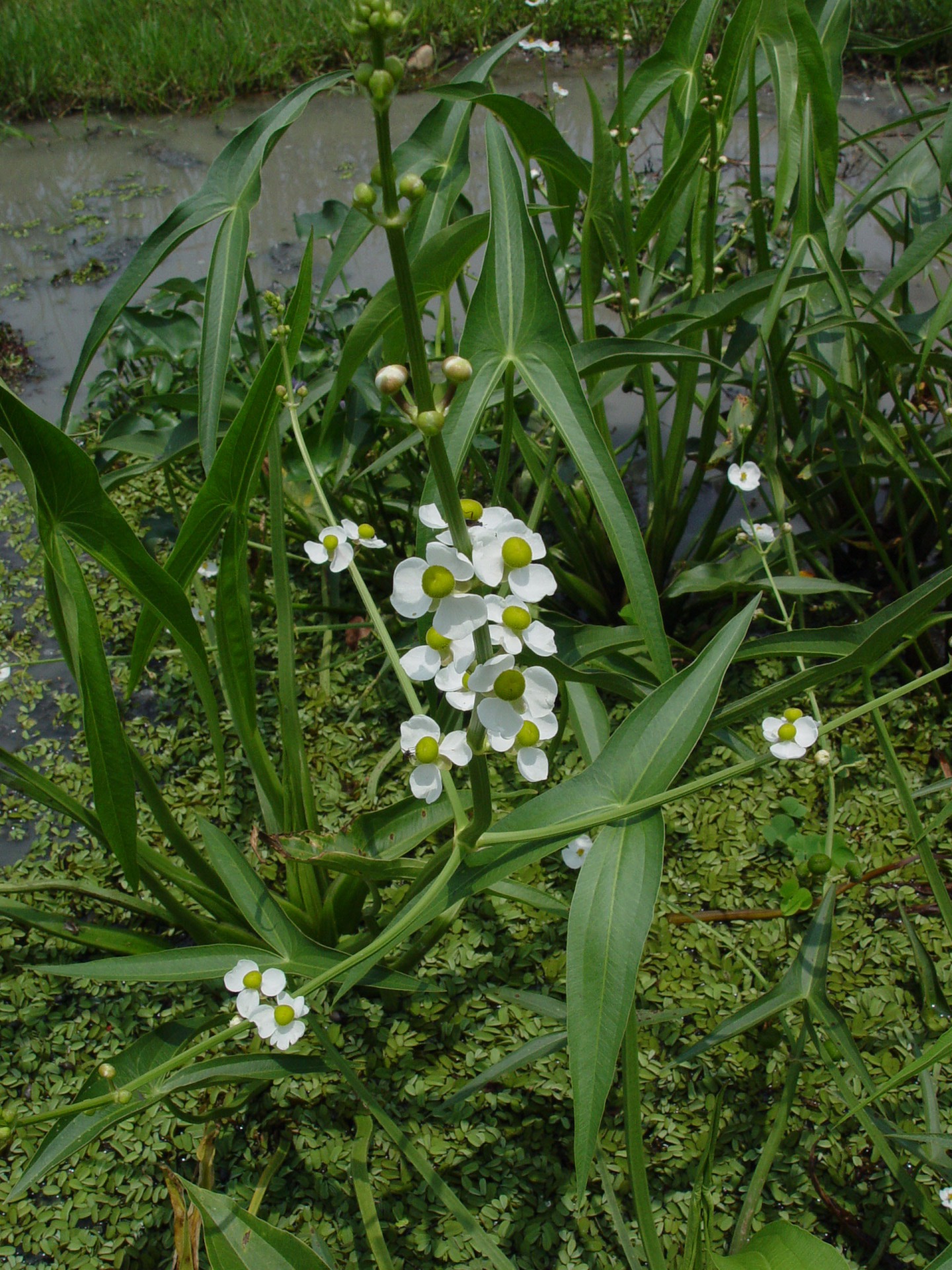 野慈姑 關渡自然公園