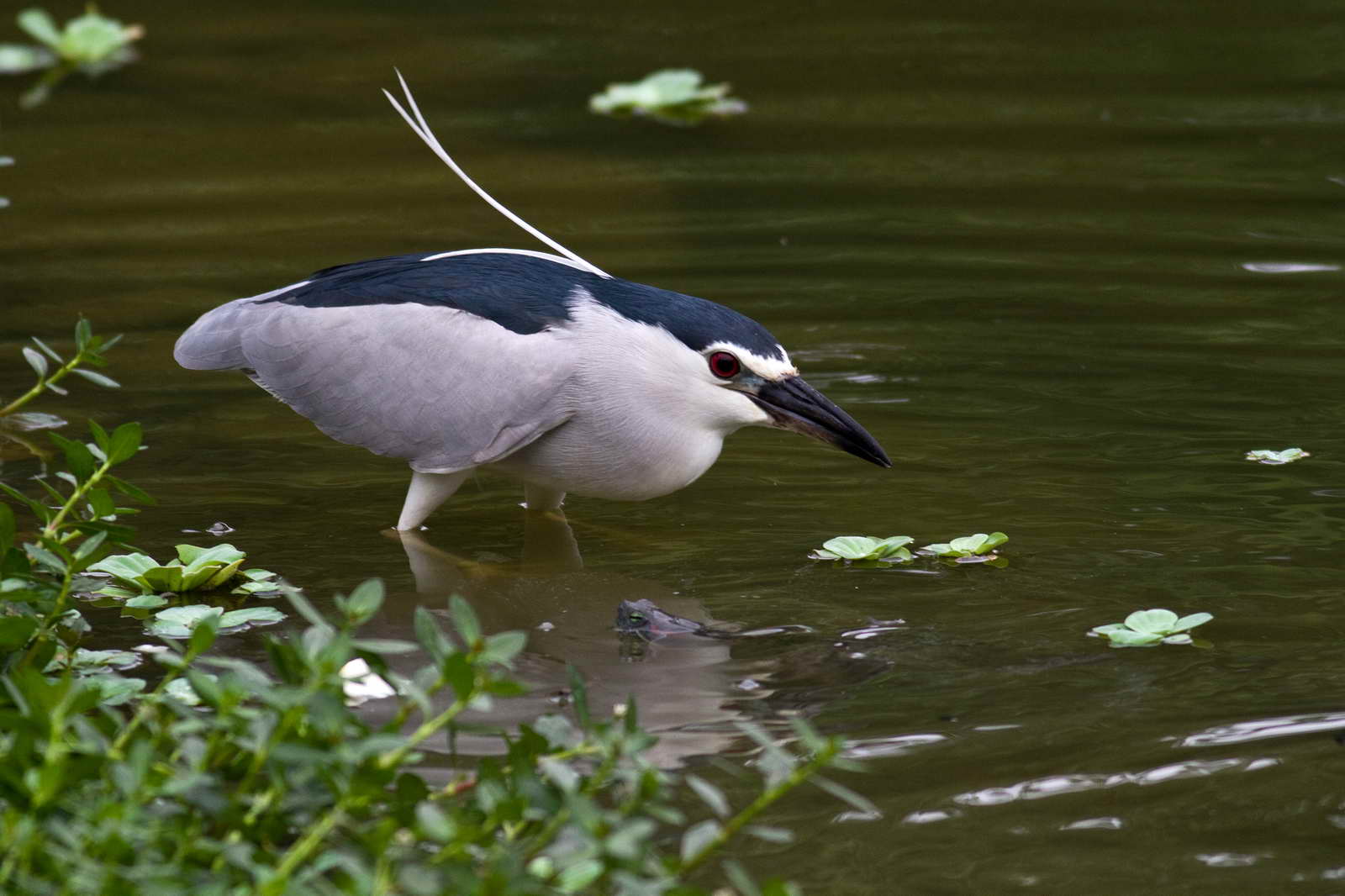 夜鷺 | 關渡自然公園