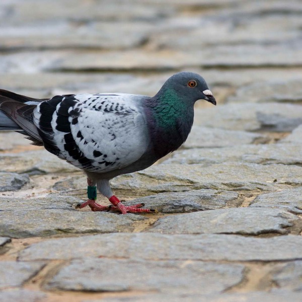 鳩鴿科 關渡自然公園