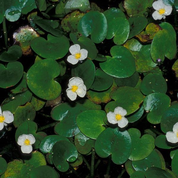 水生植物 關渡自然公園