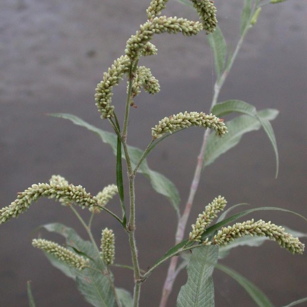 水生植物 關渡自然公園