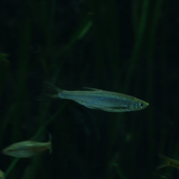 條鰭魚綱 關渡自然公園