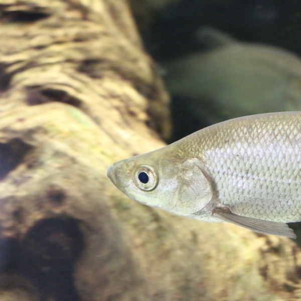 條鰭魚綱 關渡自然公園