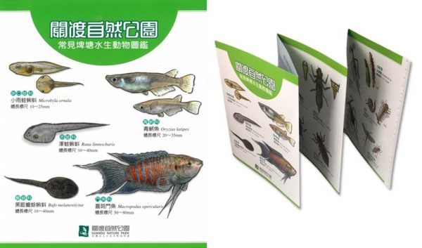 關渡自然公園 常見埤塘水生動物圖鑑 關渡自然公園